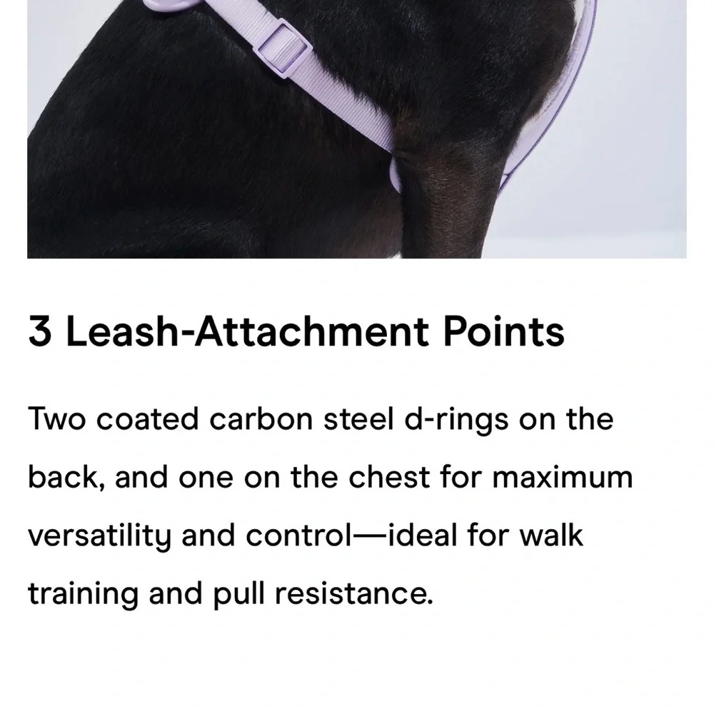 Wild One Dog Harness - Blaze - Size: XS